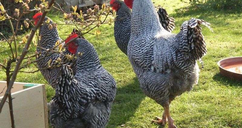 Hens Amroks: photo and description