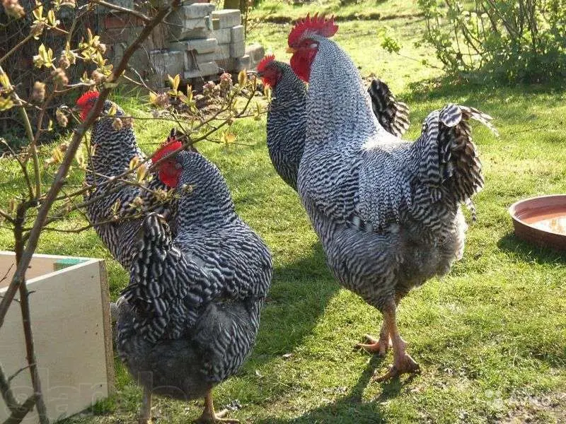 Hens Amroks: photo and description