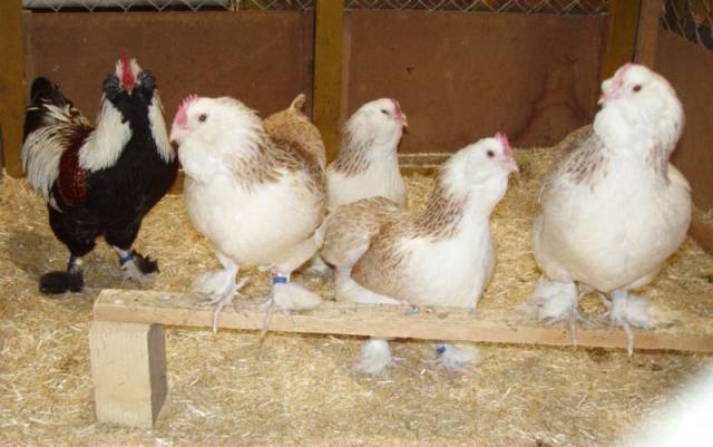 Hens Faverolles: description, photos, reviews 