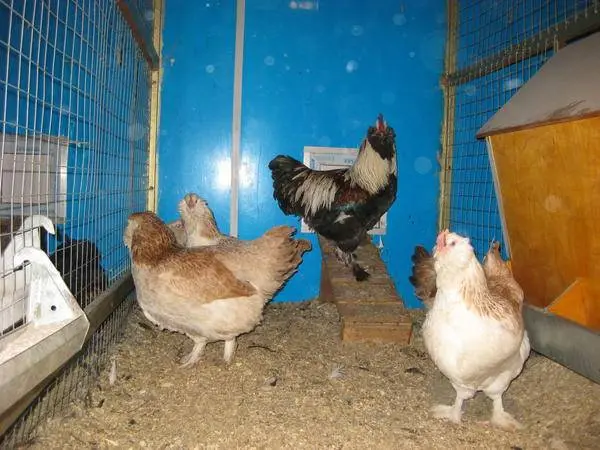 Hens Faverolles: description, photos, reviews 