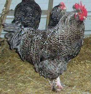 Hens Faverolles: description, photos, reviews 