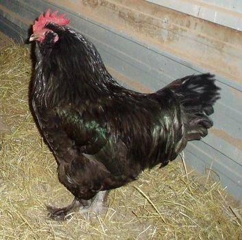 Hens Faverolles: description, photos, reviews 