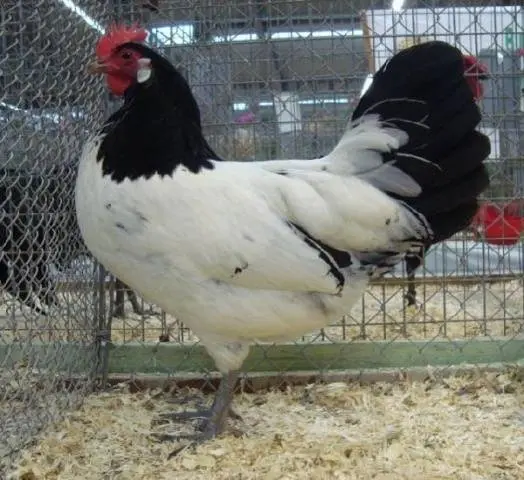 Hens Lakenfelder