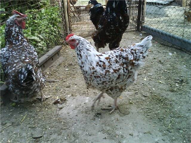 Hens of the Liven breed: characteristics, photo