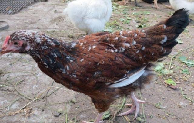 Hens of the Liven breed: characteristics, photo