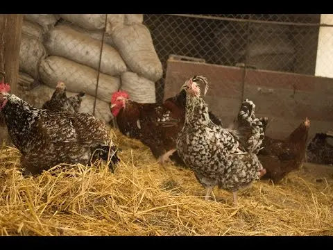 Hens of the Liven breed: characteristics, photo