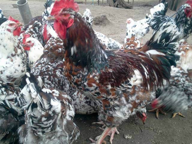 Hens of the Liven breed: characteristics, photo