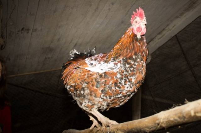 Hens of the Liven breed: characteristics, photo