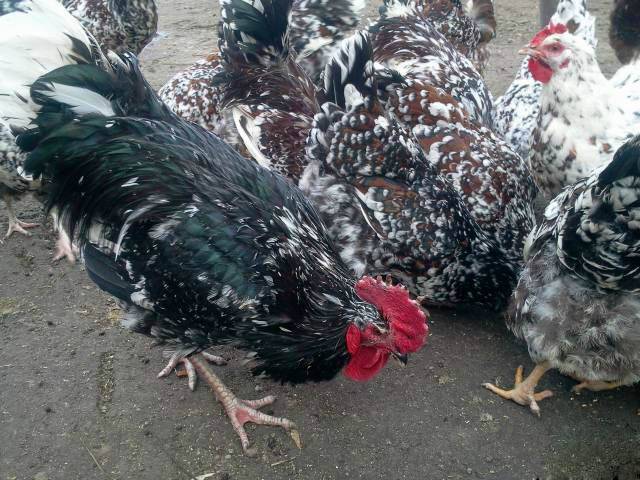 Hens of the Liven breed: characteristics, photo