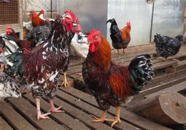 Hens of the Liven breed: characteristics, photo