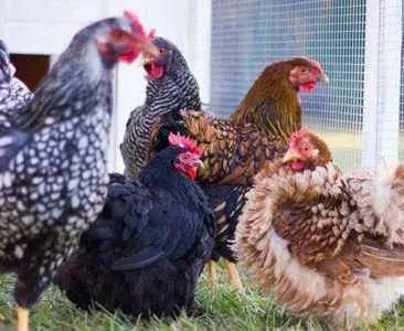 Hens of the Liven breed: characteristics, photo