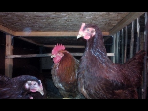 Hens Rhode Island: photo and description