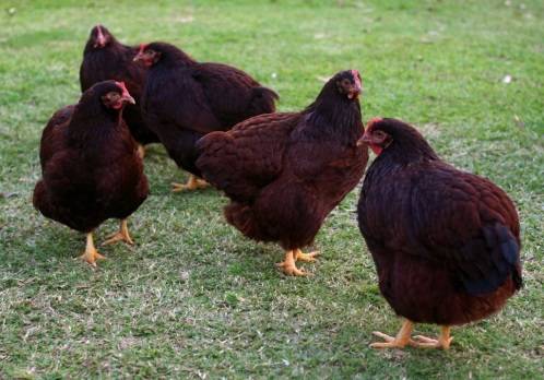 Hens Rhode Island: photo and description