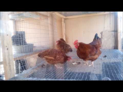 Hens Rhode Island: photo and description