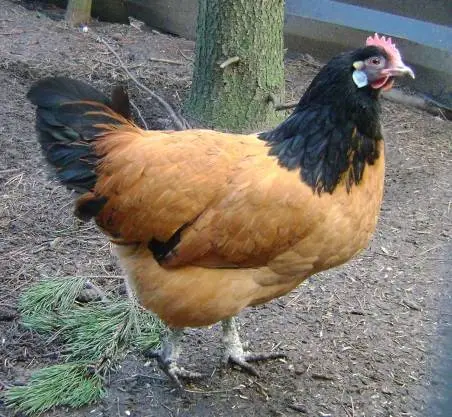 Hens Vorwerk