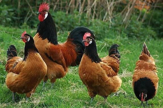 Hens Vorwerk