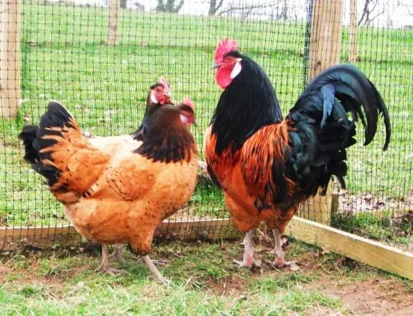 Hens Vorwerk