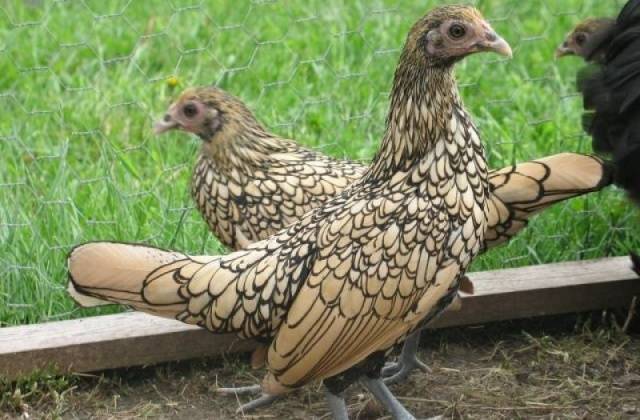 Hens Wyandotte: photo and description, reviews