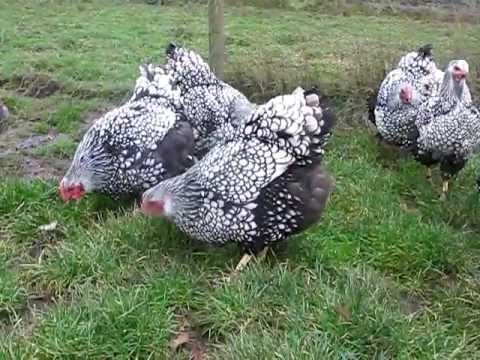 Hens Wyandotte: photo and description, reviews