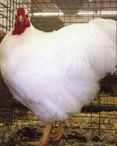 Hens Wyandotte: photo and description, reviews