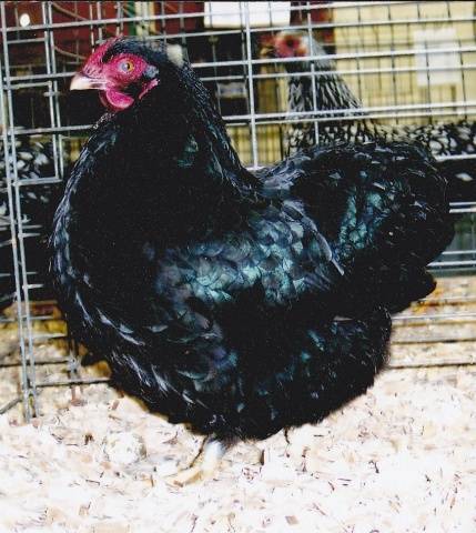 Hens Wyandotte: photo and description, reviews