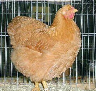 Hens Wyandotte: photo and description, reviews