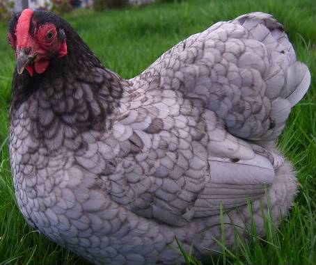 Hens Wyandotte: photo and description, reviews