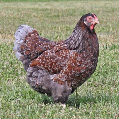 Hens Wyandotte: photo and description, reviews