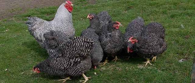 Hens Wyandotte: photo and description, reviews