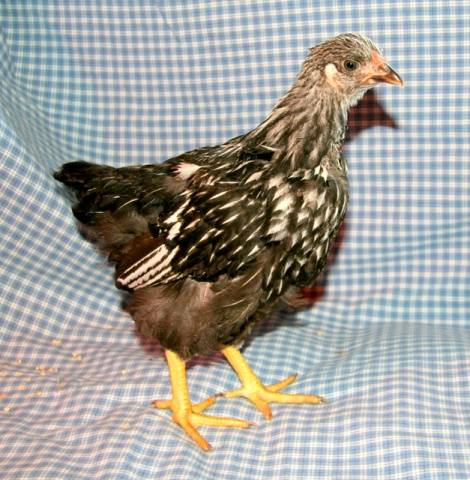 Hens Wyandotte: photo and description, reviews