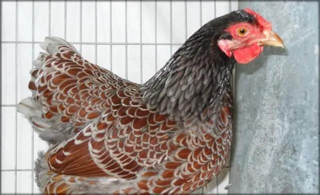 Hens Wyandotte: photo and description, reviews