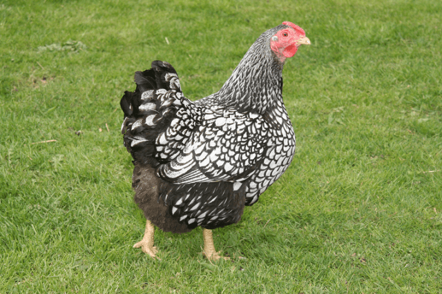 Hens Wyandotte: photo and description, reviews