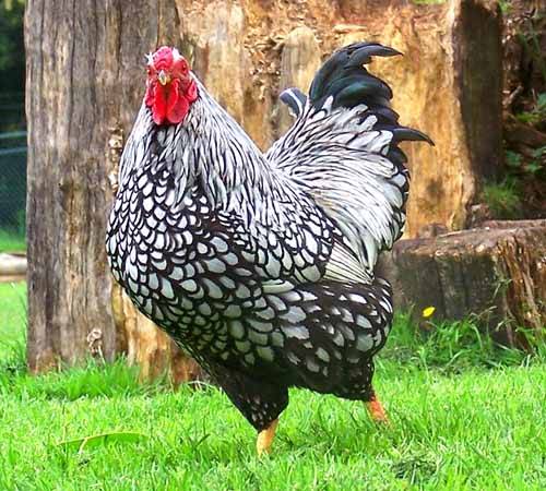 Hens Wyandotte: photo and description, reviews