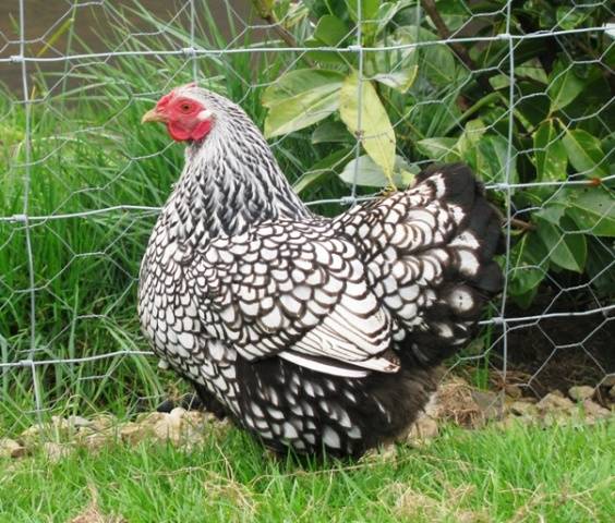 Hens Wyandotte: photo and description, reviews