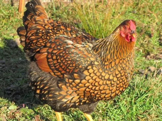 Hens Wyandotte: photo and description, reviews