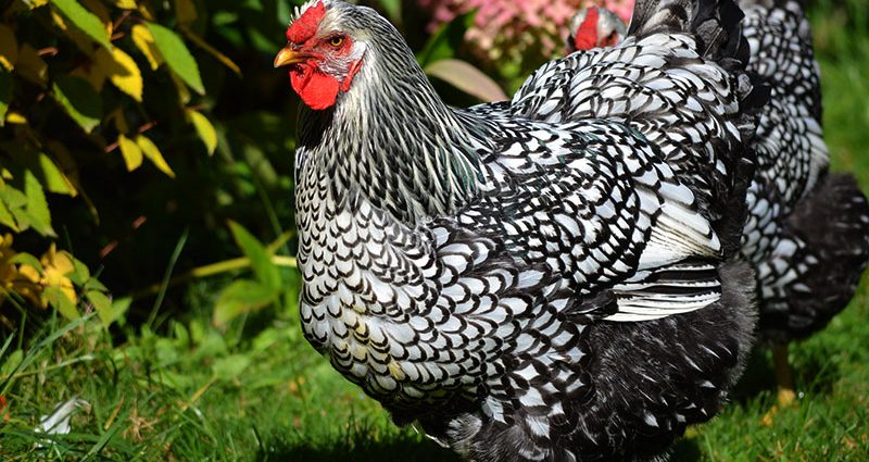 Hens Wyandotte: photo and description, reviews