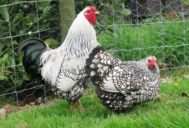 Hens Wyandotte: photo and description, reviews