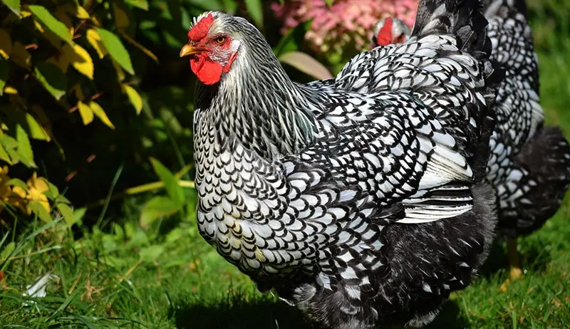 Hens Wyandotte: photo and description, reviews