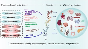 Heparin &#8211; what do you need to know about it? Application in herbal medicine