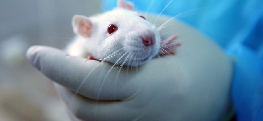 Hepatitis E &#8211; from rats to humans