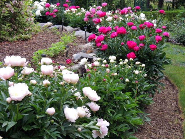 Herbaceous peony: photo, the best varieties with photos and descriptions, cultivation