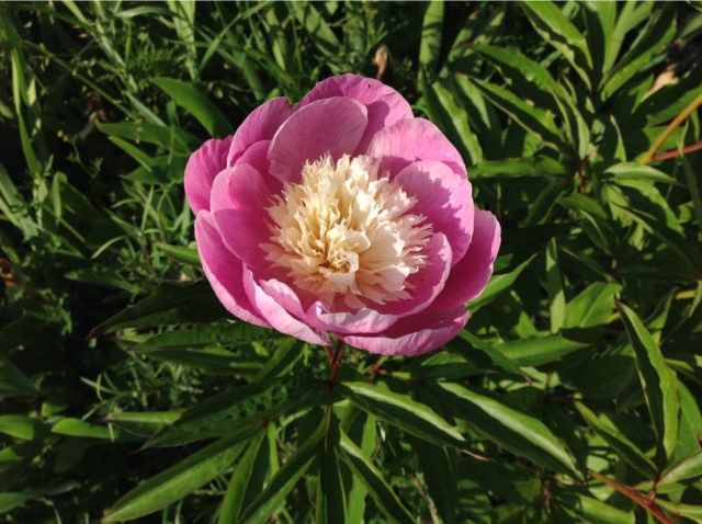 Herbaceous peony: photo, the best varieties with photos and descriptions, cultivation