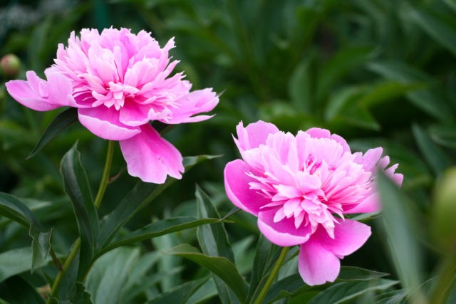 Herbaceous peony: photo, the best varieties with photos and descriptions, cultivation