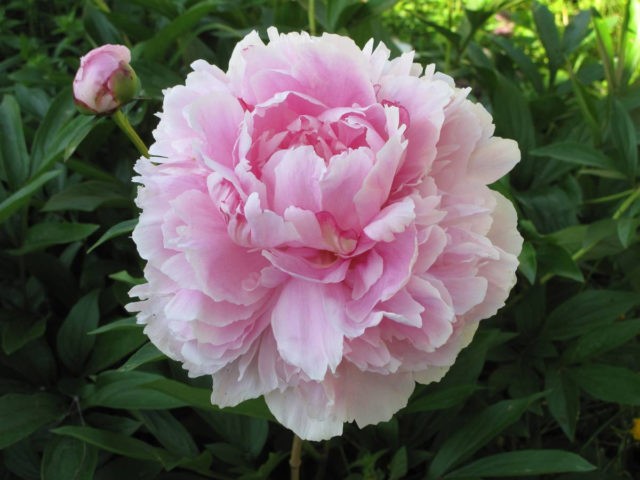 Herbaceous peony: photo, the best varieties with photos and descriptions, cultivation