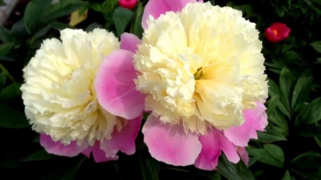 Herbaceous peony: photo, the best varieties with photos and descriptions, cultivation