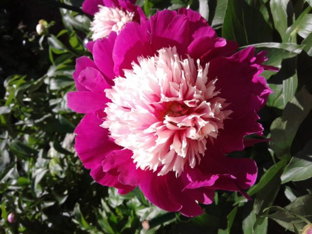 Herbaceous peony: photo, the best varieties with photos and descriptions, cultivation