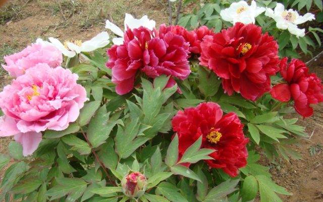 Herbaceous peony: photo, the best varieties with photos and descriptions, cultivation