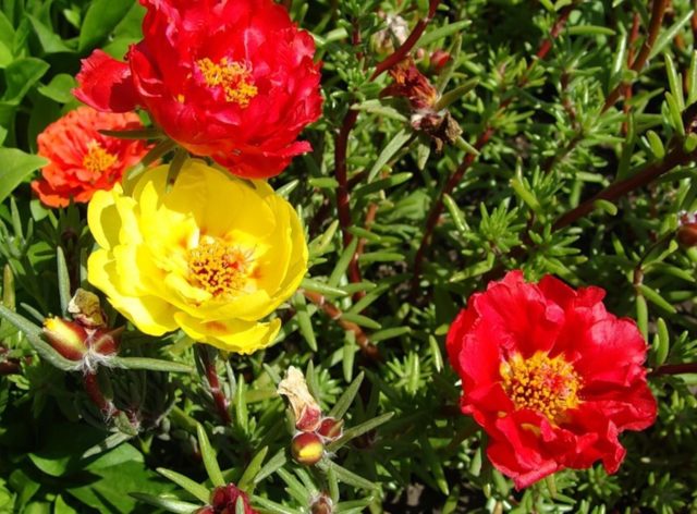 Herbaceous peony: photo, the best varieties with photos and descriptions, cultivation