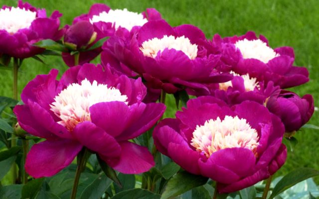 Herbaceous peony: photo, the best varieties with photos and descriptions, cultivation