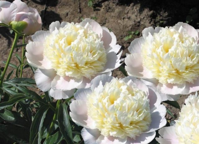 Herbaceous peony: photo, the best varieties with photos and descriptions, cultivation